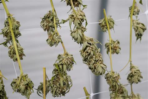 Cannabis lawyer and pot farmer share latest on NY market